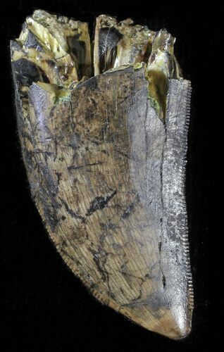 Serrated, Tyrannosaur Tooth - Judith River Formation #63119